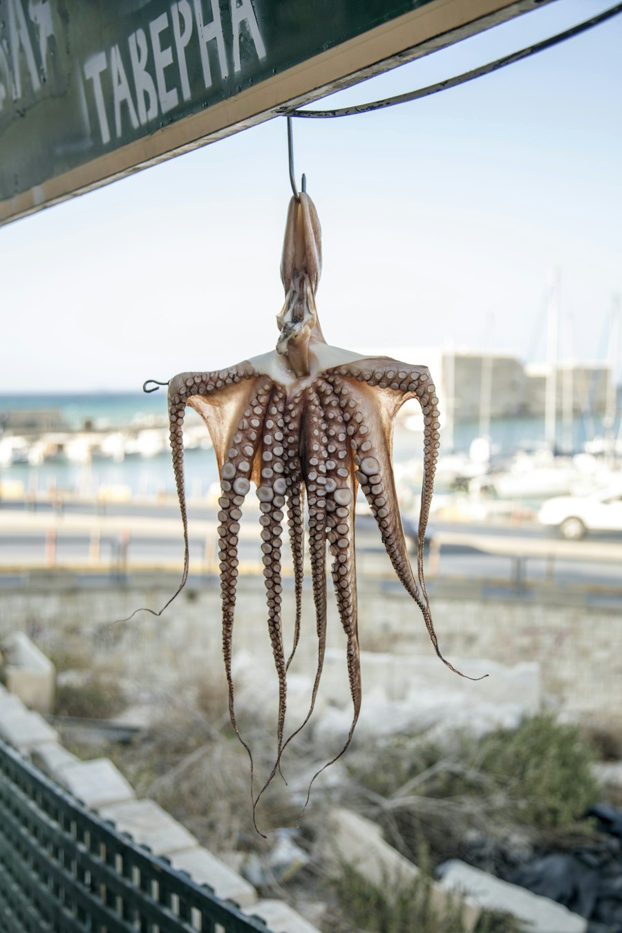 Octopus hanging to dry in the sun by the harbour